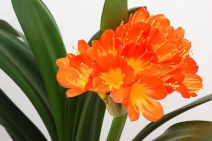 NEGUJETE OPASNE BILJKE U KUĆI: Zbog ovog cveća možete da završite u bolnici (FOTO)