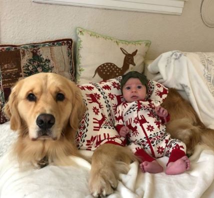 beba i pas ljubav drugarstvo kucni ljubimac zlatni ritriver deca