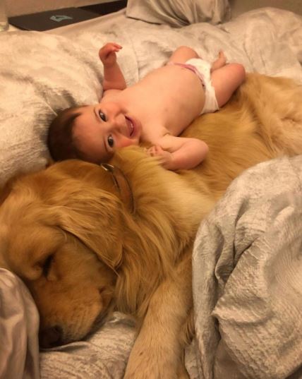 beba i pas ljubav drugarstvo kucni ljubimac zlatni ritriver deca