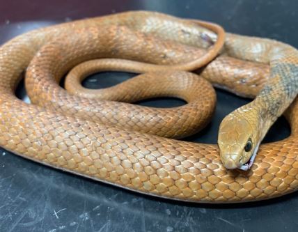 Smeđa australijska zmija