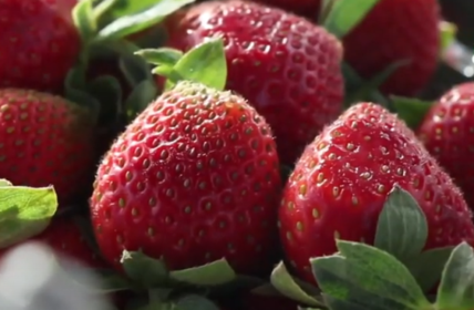 Osam vrsta voća koje mogu da spuste holesterol