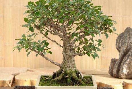 Sobno bilje: kako se gaji fikus ginseng koji uspeva i kao bonsai | Lepa i  srena