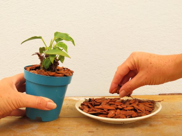 malc sobne biljke cvece.jpg