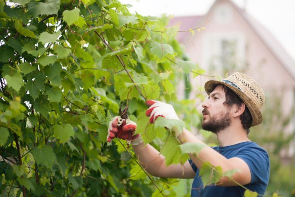 Vinograd, orezivanje