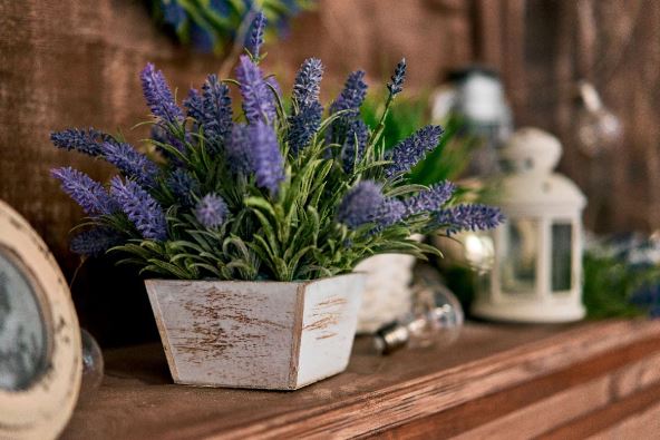 lavanda.jpg