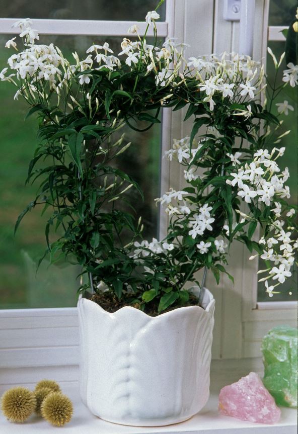 jasmin.jpg