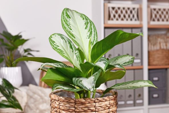 Aglaonema.jpg