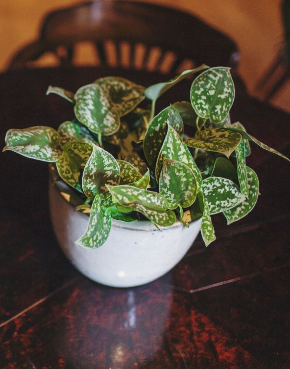 Scindapsus pictus.jpg
