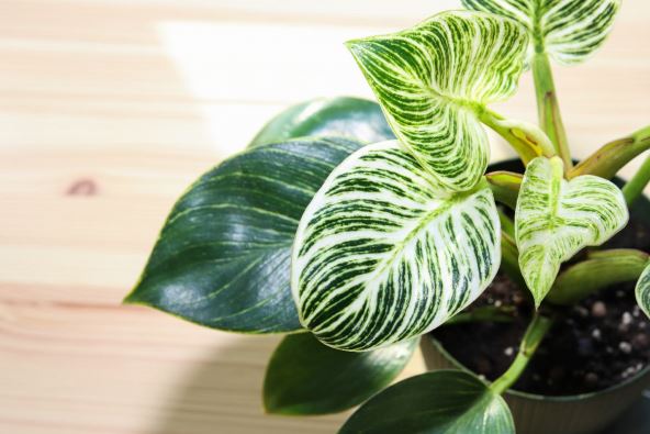filodendron birkin 2.jpg