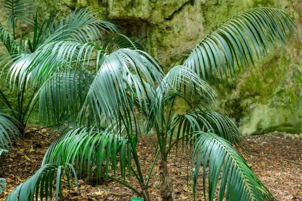 Howea forsteriana rajska palma.jpg