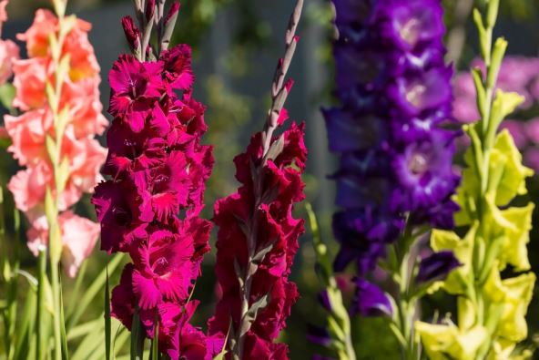 Gladiole