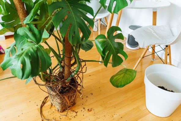filodendron monstera 2.jpg