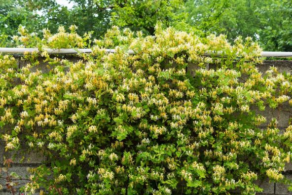 orlovi nokti lonicera.jpg
