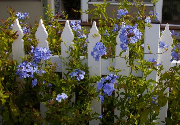 plumbago puzavica.jpg