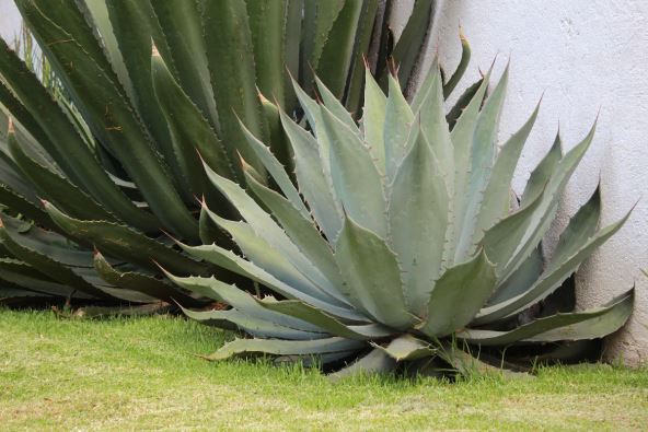 agave.jpg