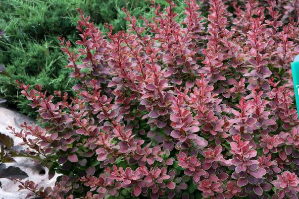 berberis.jpg