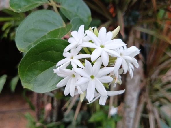 jasmin.jpg