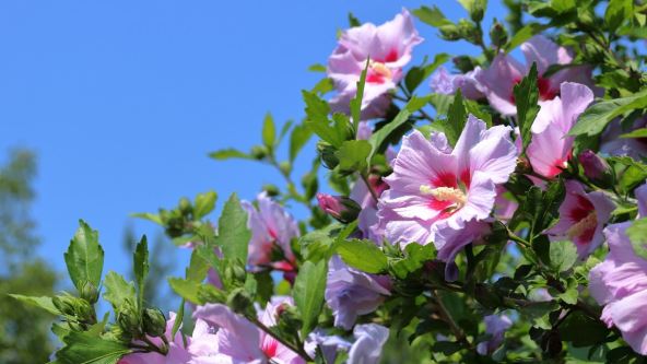 hibiskus 2.jpg