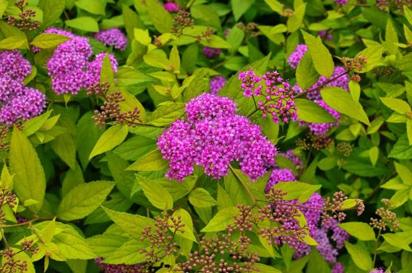 spirea 3.jpg