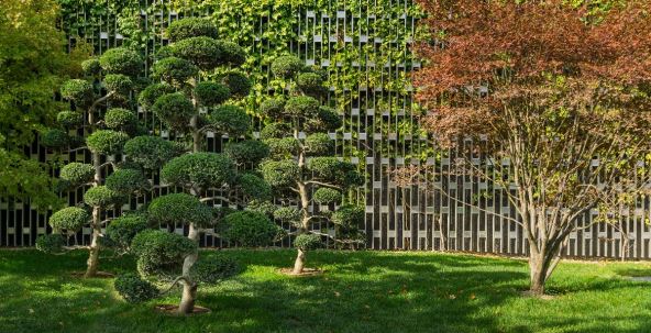 Ilex Crenata zbun osisan dvoriste.jpg