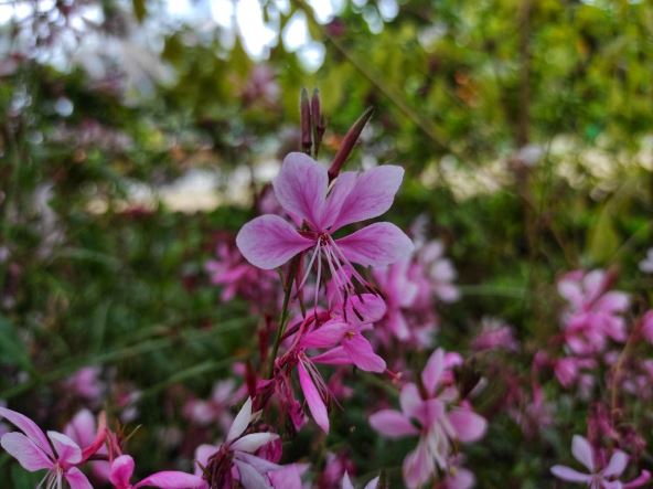 gaura cvece.jpg