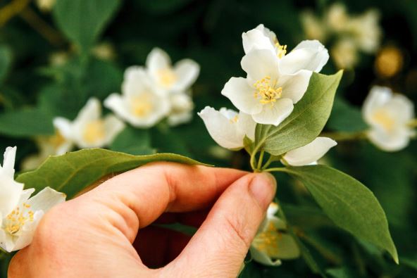 jasmin 2.jpg
