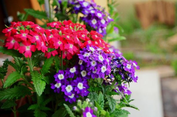 Verbena
