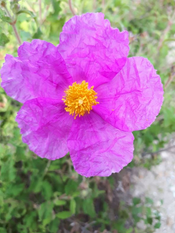 cvece kamena ruza.jpg