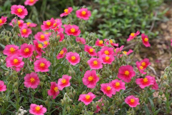 cvece suncana ruza.jpg