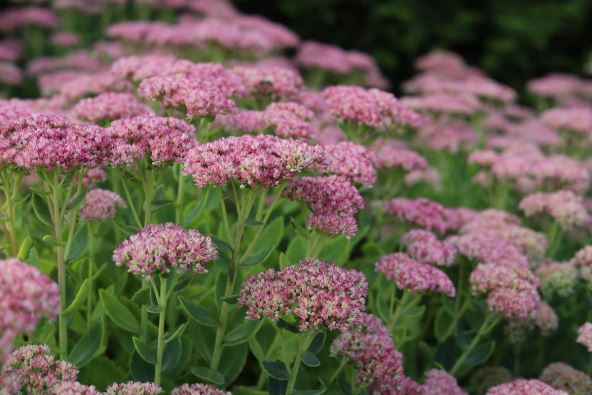 sedum zednjak.jpg