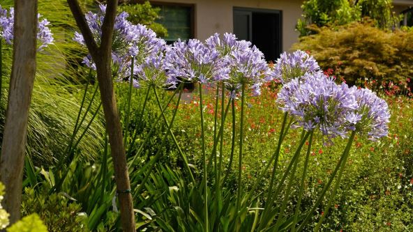 cvece africki ljiljan.jpg