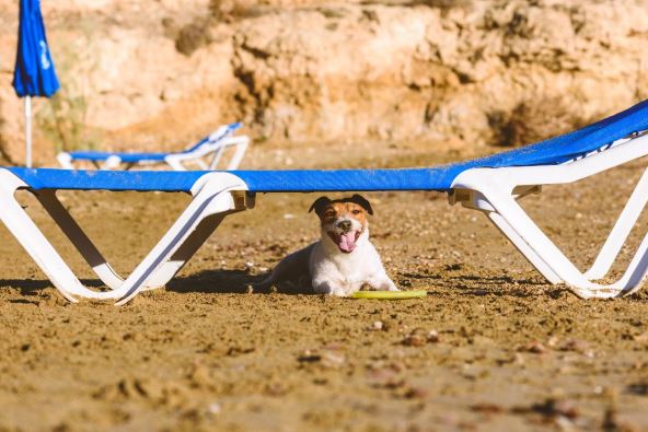 pas lezaljka na plazi.jpg