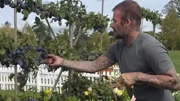 Dejvid Bekam pokazao baštu.jpg