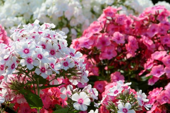 Floks se sadi u septembru