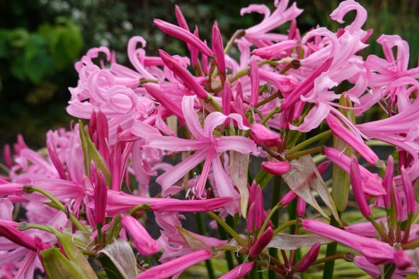 Nerini se sadi u septembru