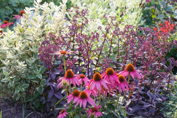 Hrizanteme se sade u septembru