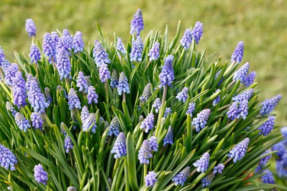 Grozdasti zumbul se sadi u oktobru