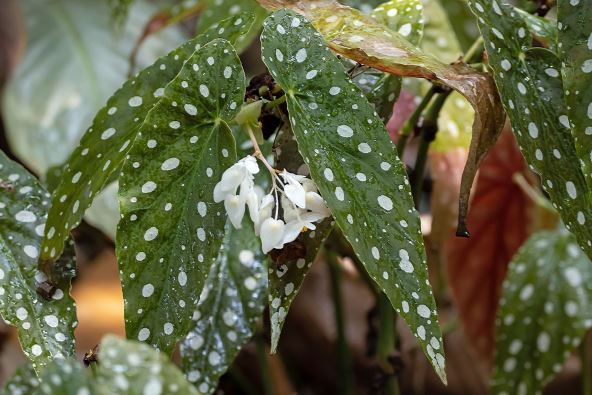 begonia maculata.jpg