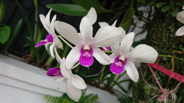 katleja orhideje 2.jpg