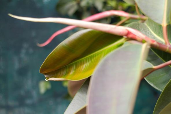 zut list na fikusu.jpg