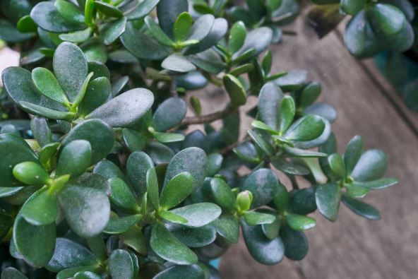 biljka novca zad 2.jpg