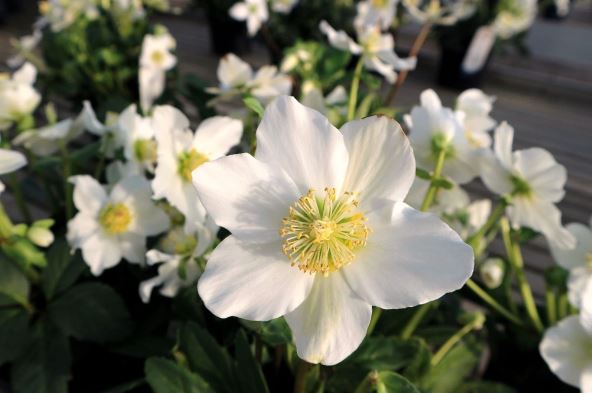 Helleborus niger beli kukurek božićna ruža