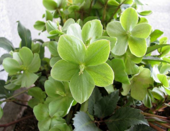 Helleborus viridis bozicna ruza zeleni kukurek.jpg