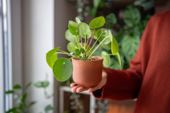 Pilea sobna biljka