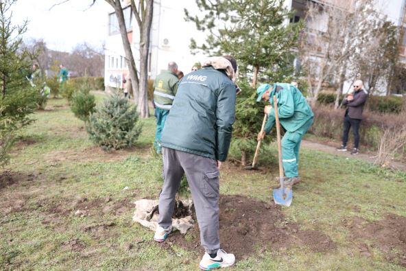Akcija spasi svoju jelku