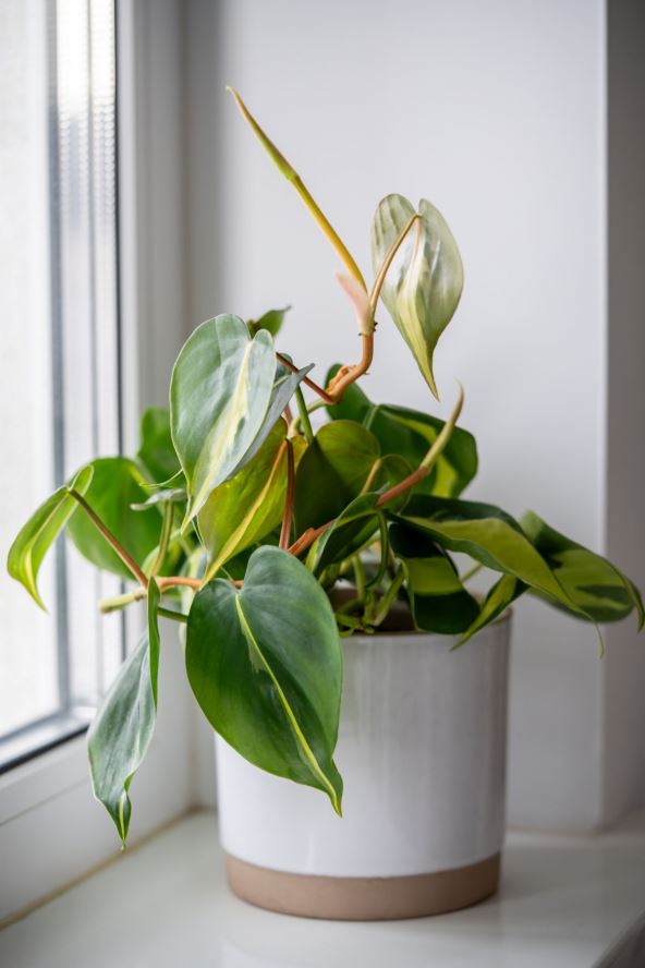 filodendron 05.jpg