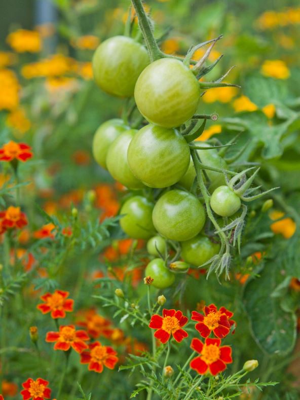 paradajz i kadifica.jpg