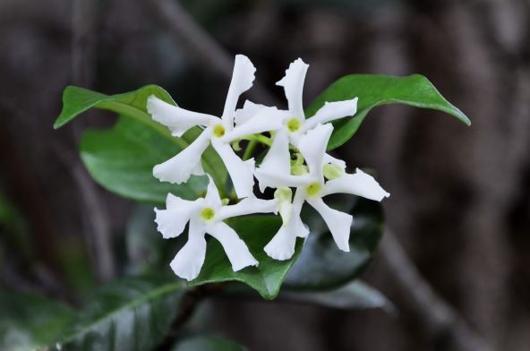puzavica jasmin 04.jpg