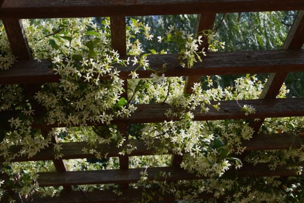 puzavica jasmin 06.jpg