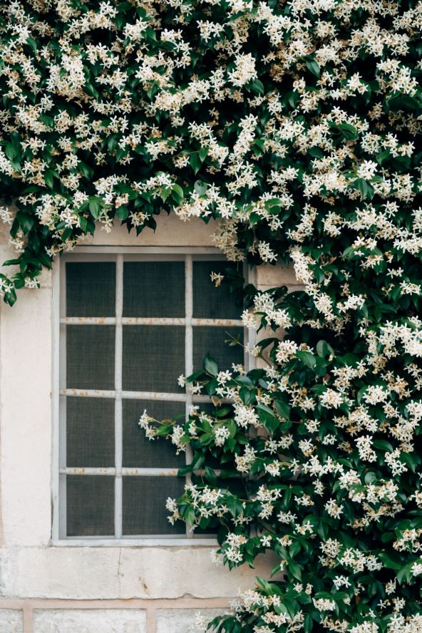 puzavica jasmin 02.jpg